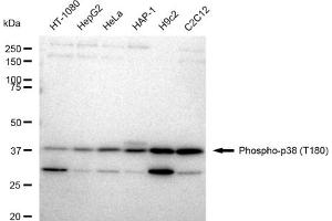 Western blotting analysis using Phospho-p38 (T180) antibody (ABIN7799445).