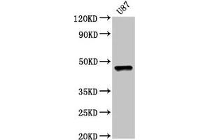 Western Blot Positive WB detected in: U87 whole cell lysate All lanes: SOX8 antibody at 5 μg/mL Secondary Goat polyclonal to rabbit IgG at 1/50000 dilution Predicted band size: 48 kDa Observed band size: 48 kDa (SOX8 抗体  (AA 292-386))