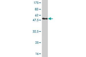 Western Blot detection against Immunogen (48. (KIF26A 抗体  (AA 1-203))