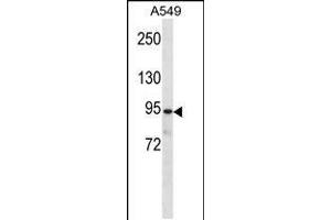 Western blot analysis in A549 cell line lysates (35ug/lane). (Plakophilin 3 抗体  (C-Term))