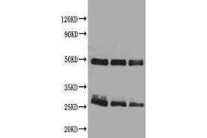 Western blotAll lanes: Rat IgG antibody at 2ug/mlLane 1: Rat IgG protein 70 ngLane 2: Rat IgG protein 50 ngLane 3: Rat IgG protein 30 ngSecondaryGoat polyclonal to Rabbit IgG at 1/50000 dilution. (兔 anti-大鼠 IgG Antibody)