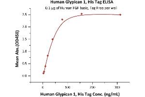 Immobilized Human FGF basic, Tag Free (ABIN2444057,ABIN2180650,ABIN2180649) at 1 μg/mL (100 μL/well) can bind Human Glypican 1, His Tag (ABIN6923155,ABIN6938875) with a linear range of 2-39 ng/mL (QC tested). (GPC1 Protein (AA 24-530) (His tag))