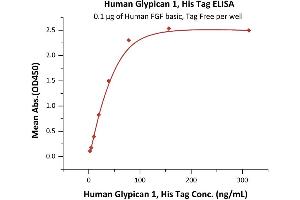 Immobilized Human FGF basic, Tag Free (ABIN2444057,ABIN2180650,ABIN2180649) at 1 μg/mL (100 μL/well) can bind Human Glypican 1, His Tag (ABIN6923155,ABIN6938875) with a linear range of 2-39 ng/mL (QC tested). (GPC1 Protein (AA 24-530) (His tag))