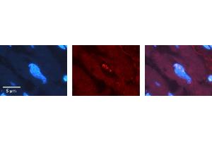Rabbit Anti-SRSF1 Antibody   Formalin Fixed Paraffin Embedded Tissue: Human heart Tissue Observed Staining: Nucleus Primary Antibody Concentration: 1:100 Other Working Concentrations: N/A Secondary Antibody: Donkey anti-Rabbit-Cy3 Secondary Antibody Concentration: 1:200 Magnification: 20X Exposure Time: 0. (SRSF1 抗体  (C-Term))