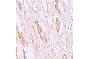 Immunohistochemical staining of human kidney cells with SLC39A1 polyclonal antibody  at 2. (SLC39A1 抗体  (N-Term))