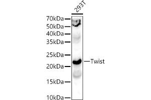 Western blot analysis of extracts of 293T cells, using Twist antibody (ABIN6128846, ABIN6149715, ABIN6149718 and ABIN6223153) at 1:400 dilution. (TWIST1 抗体  (AA 103-202))