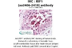 Image no. 2 for anti-RAP1 Interacting Factor Homolog (RIF1) (AA 2406-2419) antibody (ABIN1738875) (RIF1 抗体  (AA 2406-2419))
