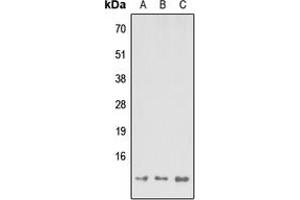 Western blot analysis of MP68 expression in HEK293T (A), Raw264. (C14orf2 抗体  (Center))