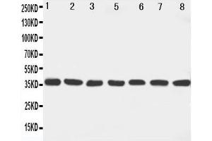 Western Blotting (WB) image for anti-Mitogen-Activated Protein Kinase Kinase 6 (MAP2K6) (AA 7-23), (N-Term) antibody (ABIN3042996) (MAP2K6 抗体  (N-Term))
