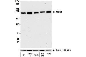 anti-Mediator Complex Subunit 1 (MED1) (AA 1550-1581) antibody