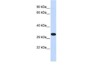 WB Suggested Anti-KIF25 Antibody Titration:  0. (KIF25 抗体  (N-Term))