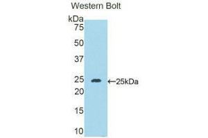Western Blotting (WB) image for anti-Desmocollin 1 (DSC1) (AA 135-340) antibody (ABIN1858668) (Desmocollin 1 抗体  (AA 135-340))