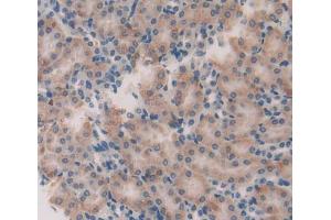 Used in DAB staining on fromalin fixed paraffin- embedded Kidney tissue (GFRA2 抗体  (AA 117-314))