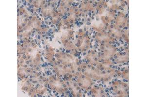 Used in DAB staining on fromalin fixed paraffin- embedded Kidney tissue (GFRA2 抗体  (AA 117-314))