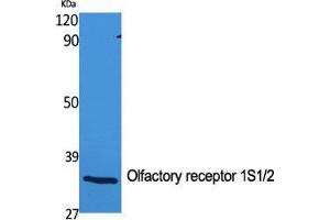 Western Blot (WB) analysis of specific cells using Olfactory receptor 1S1/2 Polyclonal Antibody. (Olfactory Receptor 1S1/2 (C-Term) 抗体)