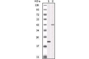 Western Blot showing AURKB antibody used against truncated AURKB recombinant protein (1) and SKN-SH cell lysate (2). (Aurora Kinase B 抗体)