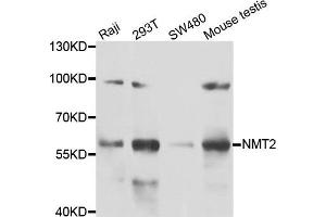Western blot analysis of extracts of various cell lines, using NMT2 antibody. (NMT2 抗体)