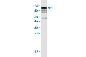 Western Blot detection against Immunogen (99 KDa) . (POLR3E 抗体  (AA 1-666))
