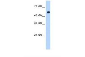 Image no. 2 for anti-Poly-U Binding Splicing Factor 60KDa (PUF60) (AA 371-420) antibody (ABIN320588) (PUF60 抗体  (AA 371-420))