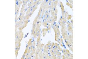 Immunohistochemistry of paraffin-embedded mouse heart using MLN antibody (ABIN5973790) at dilution of 1/100 (40x lens). (Motilin 抗体)