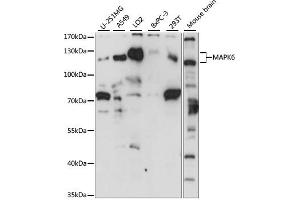 Western blot analysis of extracts of various cell lines, using M antibody (ABIN7268628) at 1:1000 dilution. (MAPK6 抗体  (AA 372-721))