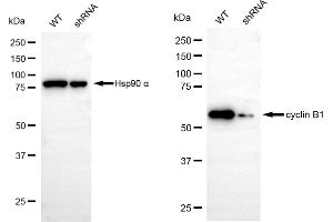 Western blotting analysis using cyclin B1 antibody (ABIN7798189). (Recombinant Cyclin B1 抗体)