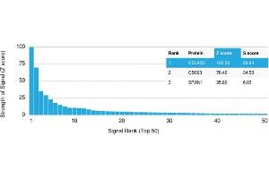 Analysis of Protein Array containing >19,000 full-length human proteins using CELA3B Mouse Monoclonal Antibody (CELA3B/1757) Z- and S- Score: The Z-score represents the strength of a signal that a monoclonal antibody (Monoclonal Antibody) (in combination with a fluorescently-tagged anti-IgG secondary antibody) produces when binding to a particular protein on the HuProtTM array. (Elastase 3B 抗体  (AA 82-238))