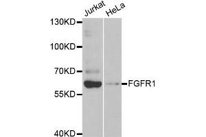 Western blot analysis of extracts of Jurkat and HeLa cell lines, using FGFR1 antibody. (FGFR1 抗体)
