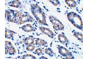 Immunohistochemistry of Pmaip1 in human stomach tissue with Pmaip1 polyclonal antibody  at 1 ug/mL . (NOXA 抗体  (N-Term))
