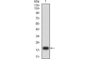 Western blot analysis using CD7 mAb against human CD7 (AA: 26-180) recombinant protein. (CD7 抗体  (AA 26-180))