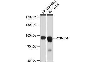 Western blot analysis of extracts of various cell lines, using CNNM4 antibody (ABIN7266573) at 1:1000 dilution. (CNNM4 抗体)