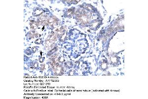 Human kidney (T-Box 19 抗体  (N-Term))