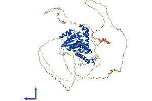 AlphaFold protein structure predicition of Human Recombinant EYA1 Protein, UniprotID Q99502