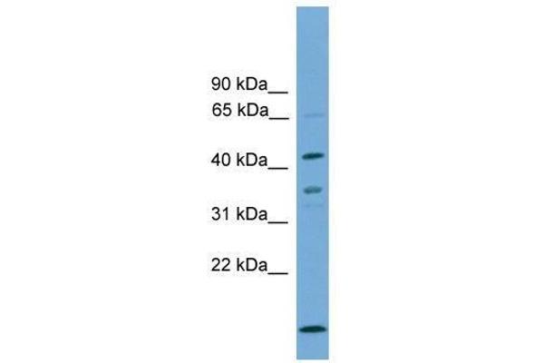 Apolipoprotein L 5 抗体  (C-Term)