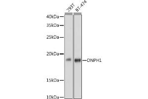 Western blot analysis of extracts of various cell lines, using DNPH1 antibody (ABIN7266383) at 1:1000 dilution. (RCL 抗体)