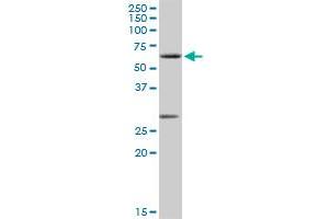 CLK2 MaxPab rabbit polyclonal antibody. (CLK2 抗体  (AA 1-498))
