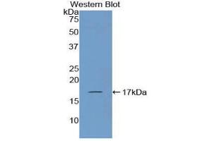 Western Blotting (WB) image for anti-Corin, Serine Peptidase (CORIN) (AA 521-637) antibody (ABIN1858500)