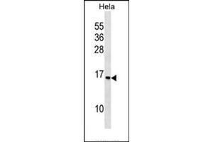 Western blot analysis in HeLa cell line lysates (35 ug/lane) using RPS14 Antibody (C-term) Cat. (RPS14 抗体  (C-Term))
