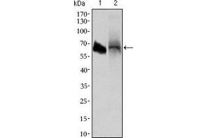 Western Blotting (WB) image for anti-Intestinal Alkaline Phosphatase (ALPI) (AA 397-458) antibody (ABIN1724815)