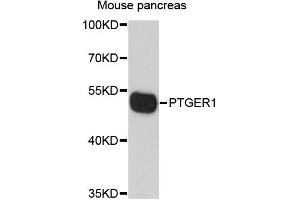 Western blot analysis of extracts of mouse pancreas, using PTGER1 antibody (ABIN6293315) at 1:1000 dilution. (PTGER1 抗体)