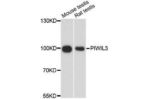 Western blot analysis of extracts of various cell lines, using PIWIL3 antibody (ABIN6293932) at 1:3000 dilution. (PIWIL3 抗体)