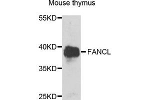 Western blot analysis of extracts of mouse thymus, using FANCL antibody (ABIN5995461) at 1/1000 dilution. (FANCL 抗体)