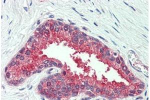 Anti-SLC12A2 / NKCC1 antibody  ABIN960803 IHC staining of human prostate. (SLC12A2 抗体  (N-Term))
