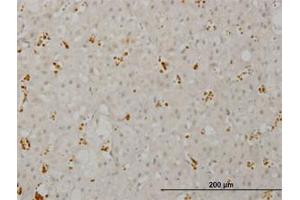 Image no. 1 for anti-pi-3-Kinase-Related Kinase SMG-1 (SMG1) (AA 2922-3032) antibody (ABIN599192) (SMG1 抗体  (AA 2922-3032))