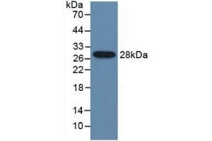 Detection of Recombinant CYP2E1, Mouse using Polyclonal Antibody to Cytochrome P450 2E1 (CYP2E1) (CYP2E1 抗体  (AA 34-273))