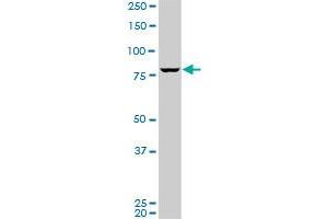 SP1 monoclonal antibody (M09), clone 3H7. (SP1 抗体  (AA 522-618))