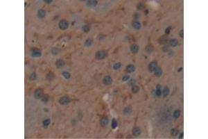 Immunohistochemistry (IHC) image for anti-Nitric Oxide Synthase 1, Neuronal (NOS1) (AA 1213-1337) antibody (ABIN1860029)