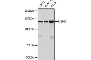 Western blot analysis of extracts of various cell lines, using RNF40 Rabbit mAb (ABIN7270074) at 1:1000 dilution. (RNF40 抗体)