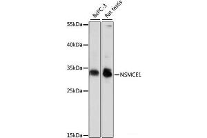 Western blot analysis of extracts of various cell lines using NSMCE1 Polyclonal Antibody at dilution of 1:1000. (NSMCE1 抗体)