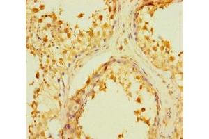 Immunohistochemistry of paraffin-embedded human testis tissue using ABIN7167373 at dilution of 1:100 (WTH3DI 抗体  (AA 1-254))